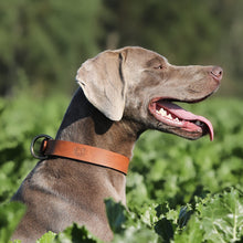 Load image into Gallery viewer, Premium Leather Dog Collar for Hunting Dogs
