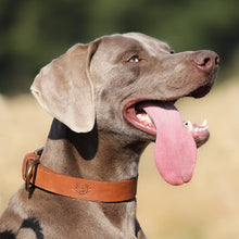 Load image into Gallery viewer, Premium Leather Dog Collar for Hunting Dogs
